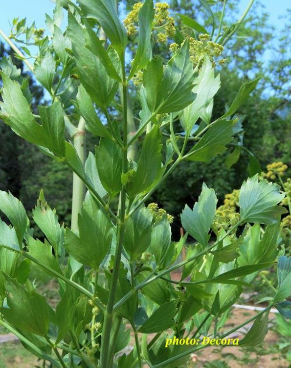 Levisticum officinale (ljupčac/biljka vegeta)