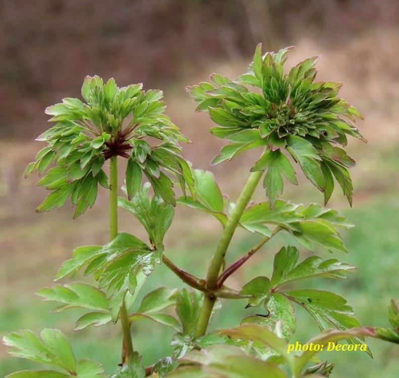 Anemone nemorosa 'Virescens' (proljetna šumarica)