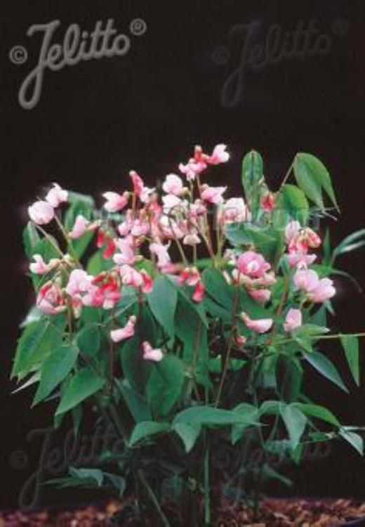 Lathyrus vernus 'Rosenelfe' (proljetna grahorika)