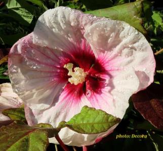 Hibiscus moscheutos (močvarni hibiskus bijeli)