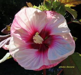 Hibiscus moscheutos (močvarni hibiskus bijeli)