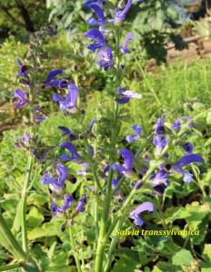 Salvia (kadulje) sadrži 14 sadnica