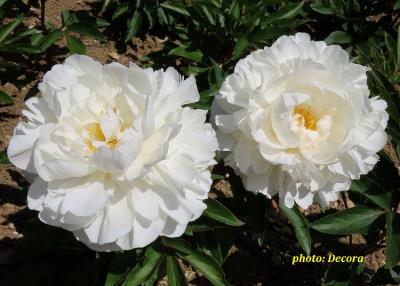 Paeonia 'Gardenia' (zeljasti božur)