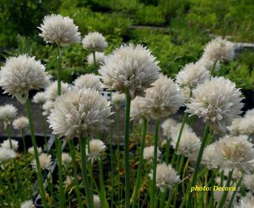 Allium schoenoprasum 'Wallington White' (ukrasni luk vlasac)
