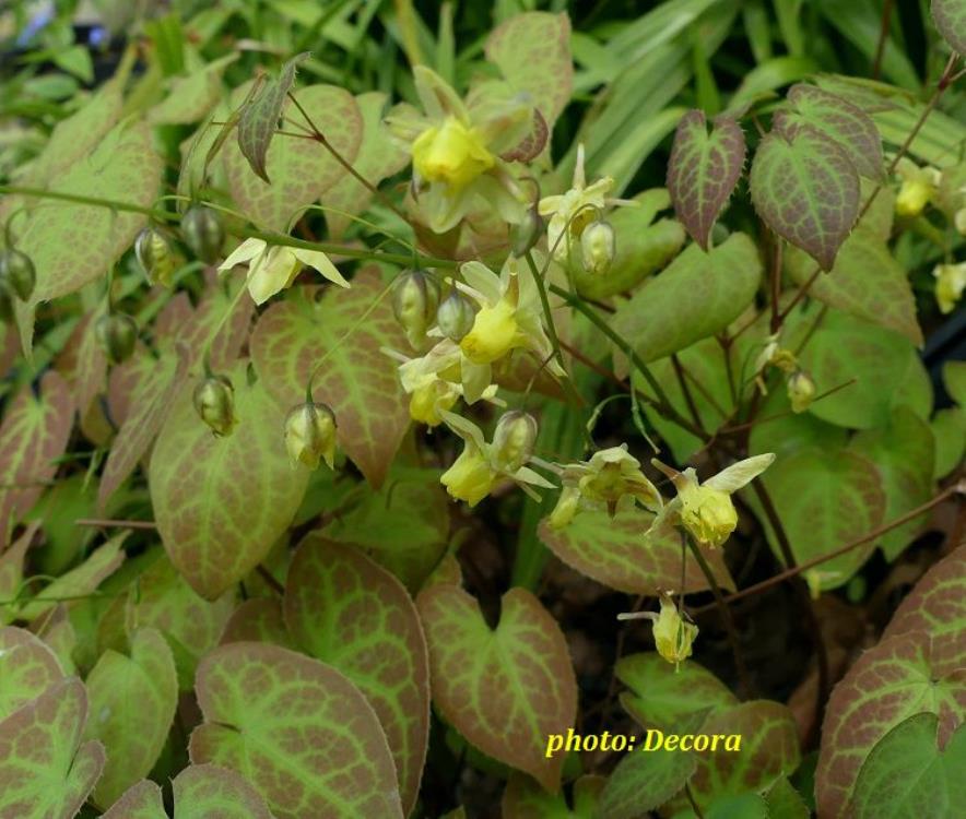 Epimedium pinnatum colchicum (krespin)