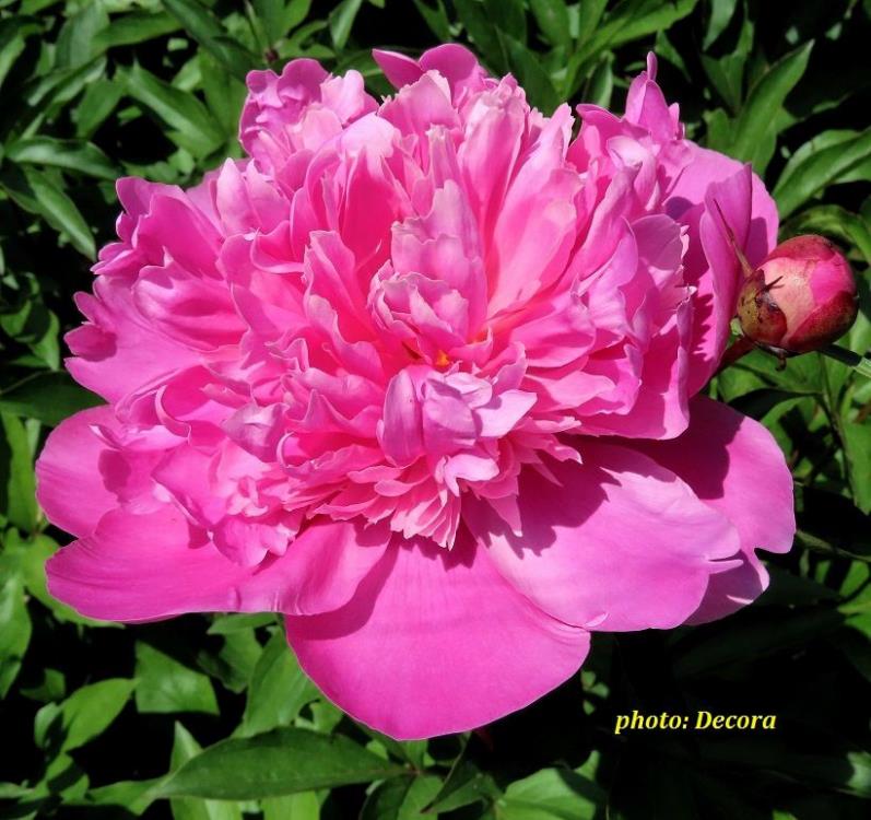 Paeonia 'Vivid Rose' (zeljasti božur)