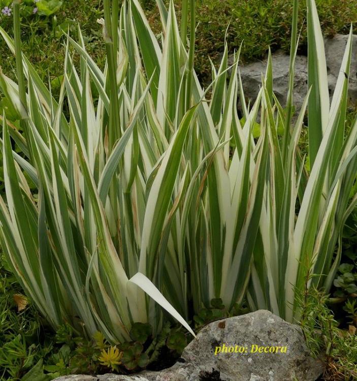Iris pallida 'Argenteovariegata'