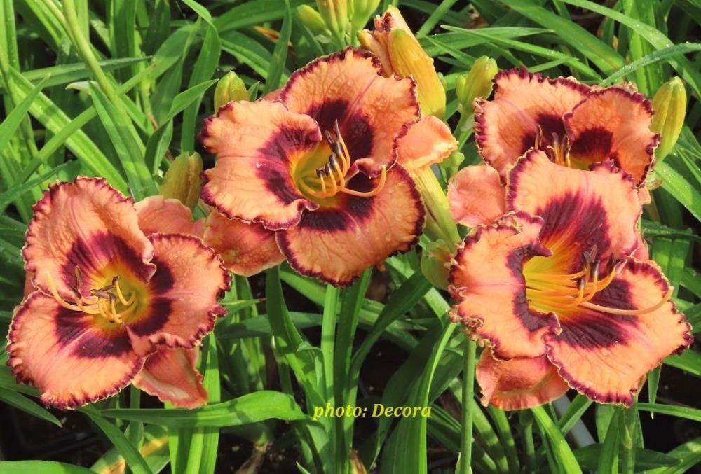 Hemerocallis 'Awesome Blossom' (graničica)