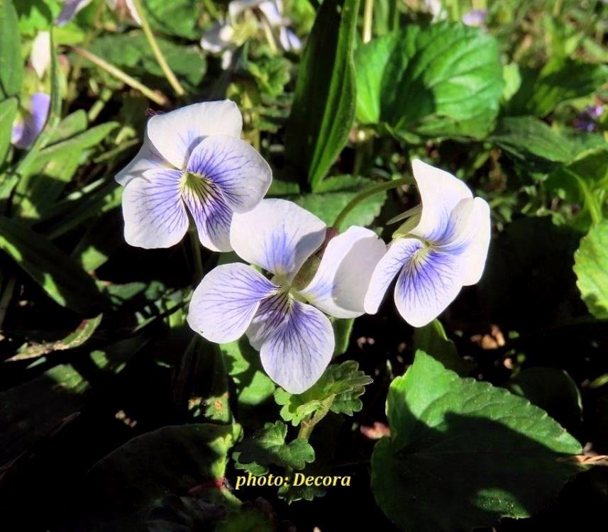 Viola cucculata (ljubičica)