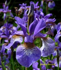 Iris sibirica 'Caesar's Brother' (sibirska perunika)