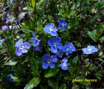 Veronica peduncularis 'Georgia Blue' (kavkaska čestoslavica)