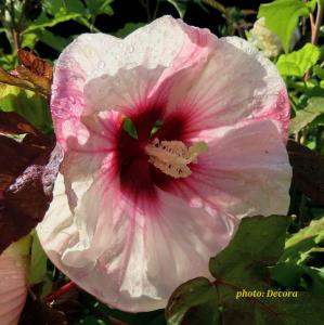 Hibiscus moscheutos hibrid (močvarni hibiskus bijeli)