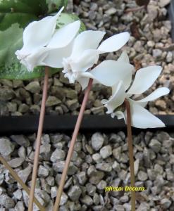 Cyclamen hederifolium 'Perlenteppich' (bršljanolisna ciklama)
