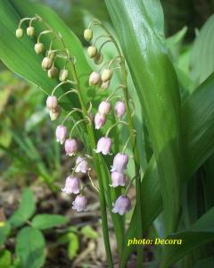 Convallaria majalis 'Rosea' (đurđica)