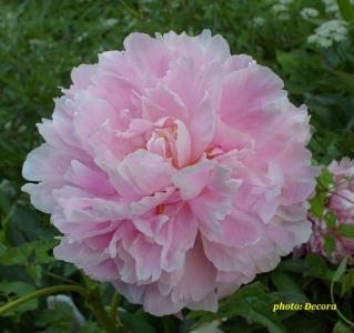 Paeonia 'Sarah Bernhardt'  (zeljasti božur)