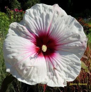 Hibiscus moscheutos hibrid (močvarni hibiskus bijeli)